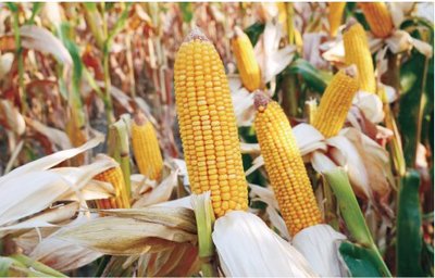 隆平生物玉米種子 科技育種結碩果，現代農業展新篇