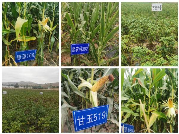 通渭縣種子服務站引領種業創新，新品種試驗示范觀摩活動促農增收