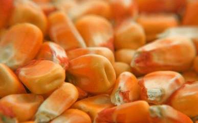 農作物種子選購全攻略 科學選種，豐收保障