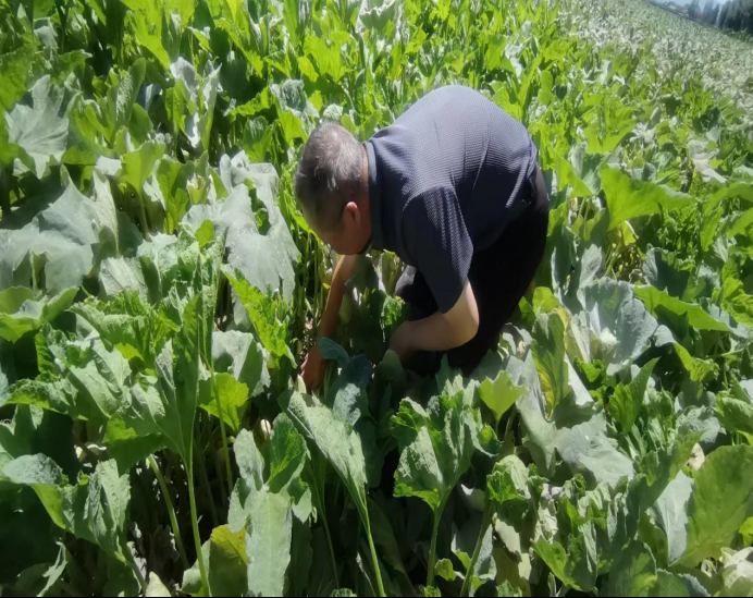 為豐收護航 農牧業技術推廣中心深入制種基地檢查，筑牢現代農業根基