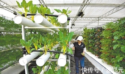 太空種子 神舟十二號的特殊“乘客”，為農業插上科技翅膀