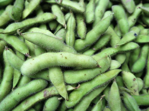 農村大嫂巧種優質蔬菜，年收兩茬創收高，畝收益達1.2萬元