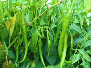 6畝收入54000元，被老鄉稱作“搖錢樹”的種子，到底種啥這么賺錢？